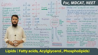 Lipids  Lipids classification structure and function  Acylglycerol  Phospholipids  part 01 [upl. by Liesa]