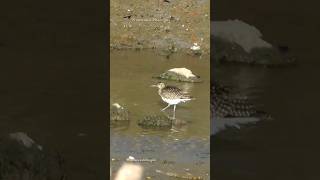 Eurasian Whimbrel  numenius phaeopus birdwatching [upl. by Radack]