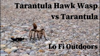 Tarantula Hawk Wasp  Pepsis  vs Tarantula [upl. by Aidne]