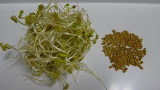 How to Sprout Fenugreek  Cheap and Easy Method [upl. by Agan769]