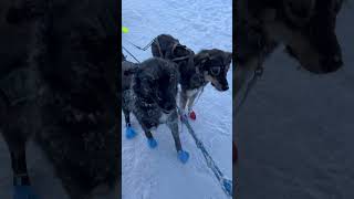 Meet the Alaskan Husky Sled Dogs from the dog musher himself alaska alaskanhusky dogsled dogs [upl. by Kado219]