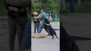 💥Bodyguard dog training Belgian Shepherd Groenendael attacks GUARDODESSA Odessa [upl. by Jahncke]