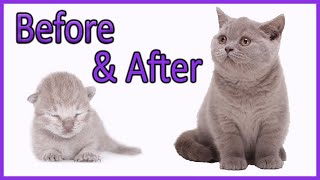 ✔️ Learn How Baby Kittens Grow 010 Weeks British Shorthair Lilac Kitten Compilation [upl. by Okim]