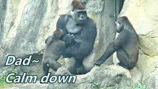 Episode  6 Gorilla Tayaris little fight back to Djeeco  Tayari小小的反擊 [upl. by Sharia]