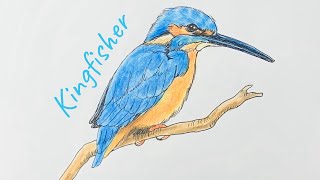 How to draw a kingfisher bird [upl. by Berlin97]