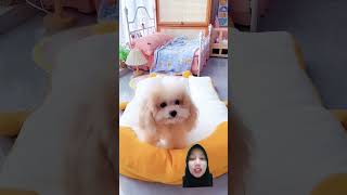 Doggi jalan jalan dog poodle funydog1010 shortsshorts viralvideo funny viralshort usadogs [upl. by Berneta942]