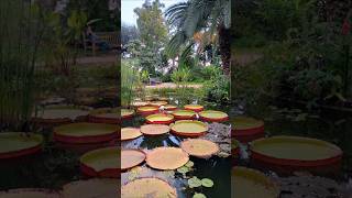 Giardino botanico Mentone Francia travel foryou viaggi gardenbotanical france turismo франция [upl. by Nwavahs]