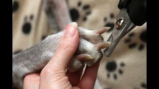 Sedate your dog to safely clip nails [upl. by Nylikcaj]