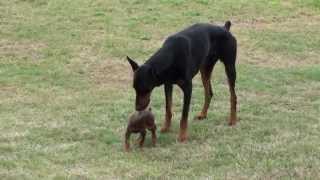 Doberman Puppy Meets The Big One [upl. by Ognimod]