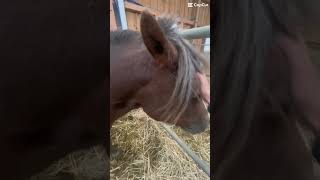 Impatient 🩷 viralvideo equestrian [upl. by Richardo]