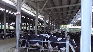 Holy Cow in Holyland  A Kibbutz farm in Easter Galilee Israel December 2018 [upl. by Kiefer]