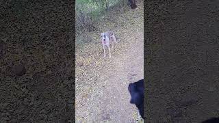 What Happens When a Rottweiler and a Whippet Comes Face to Face [upl. by Iy]