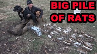 Mink and Dogs Catch a BIG Pile of Rats on a Pheasant Farm [upl. by Olumor]