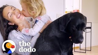 Lab Teaches His Human Baby Brother How To Bark At The Neighbors  The Dodo [upl. by Salina]