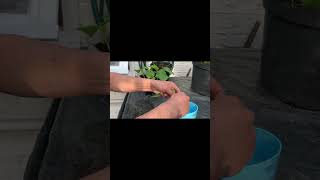 how to grow geraniums from cuttings [upl. by Ramad]