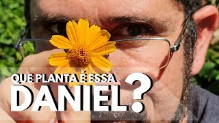 QUE PLANTA É ESSA DANIEL Picãodapraia [upl. by Harak]