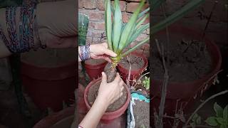 Agave shifting in soil 🌿shortsviral short youtubeshorts [upl. by Annodam]