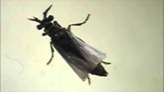 HostParasitoid Associations in Strepsiptera Supplemental Video 6 [upl. by Akimaj]