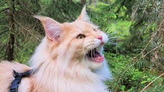 Maine Coon Cat Chirping at Bird [upl. by Donnelly]