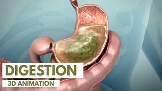 How the Digestive System Works  3D Animation [upl. by Yelir199]