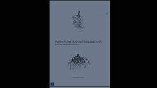 Bsc botany practical 1  paper 1Type of roots bsc rcub practical notes [upl. by Penman4]