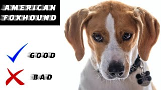 American Foxhound Pros And Cons  The Good And The Bad [upl. by Bosson]