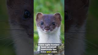 Meet the Ermine Natures Tiny Winter Warrior ermine stoat fascinatingfacts [upl. by Louisa565]