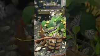 Blue Bubbles Aquatics Best Online Aquarium shop in Bangalore [upl. by Eitsrik225]