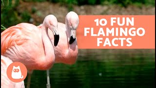 10 FUN FACTS About FLAMINGOS That May Surprise You 🦩😯 [upl. by Selden]