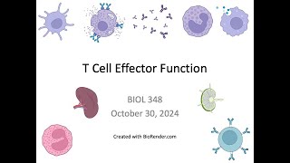 Immunology Fall 2024 Lecture 26 T Cell Effector Function [upl. by Akered]