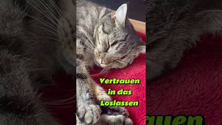 Vertraue in das Loslassenvertrauen achtsamkeit gelassenheit katzenliebe katzenvideos shots [upl. by Faruq]