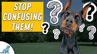 Dog Training Advice You Didnt Know You Needed [upl. by Barry809]