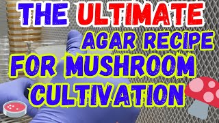 The Ultimate Agar Recipe For Mushroom Cultivation🍄 MEAmushroom farmer mycology fungi farm [upl. by Annahc590]