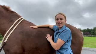 Equine Back Massage Cross Fiber Technique [upl. by Jeane]