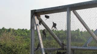 Brownheaded Cowbird Trap Huron NF [upl. by Anyalram]