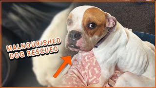 Malnourished Dog Rescued 🥹  PAWSOME PETS [upl. by Adidnere]