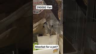 Meerkat for a Pet meerkat Japan [upl. by Atekal]