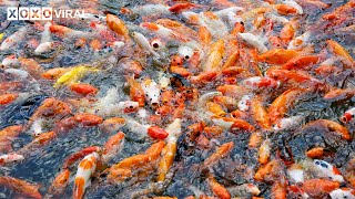 Animal Videos  Underwater Wonderland Discovering Goldfish in Their Natural Habitat [upl. by Ocirred]