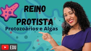 Aula Reino Protista protozoários e algas [upl. by Ian]