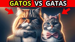 GATAS vs GATOS DIFERENCIAS entre GATAS Hembra y GATOS Macho [upl. by Carine768]