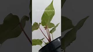 Red Crystallinum x ROJ plants anthuriumplant plantlover anthuriumindonesia [upl. by Venditti]