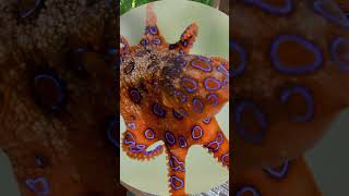 Deadly Beauty Blue Ringed Octopus EXPOSED animalfacts shorts [upl. by Aleydis]