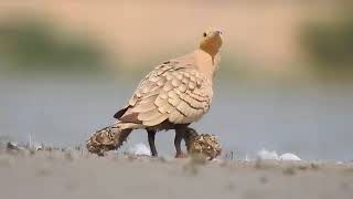 sandgrouse birds [upl. by Namolos659]