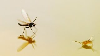 Grunnen til at insekter kan gå på vann  Why insects can walk on water [upl. by Colp608]