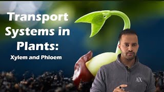 Transportation in plants Life processes 🌴 ncert school  xylem  phloem  hpbose [upl. by Shara391]