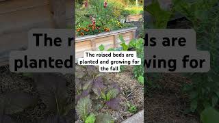 Raised Beds Planted Here’s What’s Next in the Garden raisedbedgardening fallgarden [upl. by Anina269]