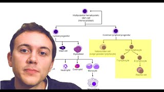 Blood Cancers Explained Leukemia Myeloma Lymphoma and more [upl. by Ariuqahs]