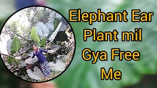 Elephant Ear Plant Mil Gya Free Me 🥰 हाथी का कान पेड़ फ्री मे कैसे पाए [upl. by Acimad862]