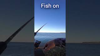 Catching Australian Garfish fishing fish Garfishshorts [upl. by Eeldarb]