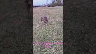 Coopkennels Corso merletribully rottweiler canecorso rottweiler puppytraining gaurdian war [upl. by Airdnala994]